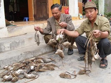 Dịch Vụ Diệt Chuột - Công Ty TNHH Trừ Mối Và Côn Trùng Đại Tùng Việt